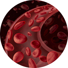 Red Blood Cell Nutrients