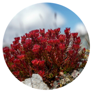 Rhodiola