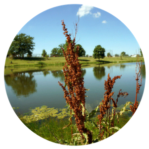 Iron Availability Complex