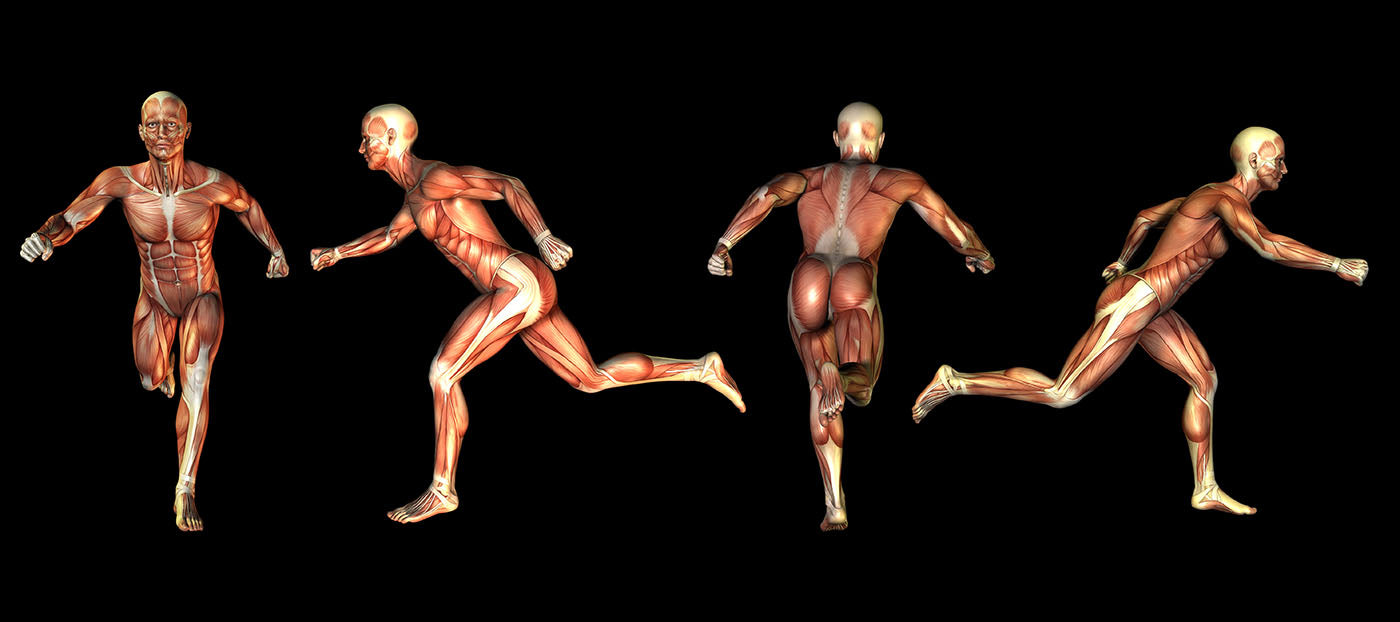 anatomical images of runner showing muscles