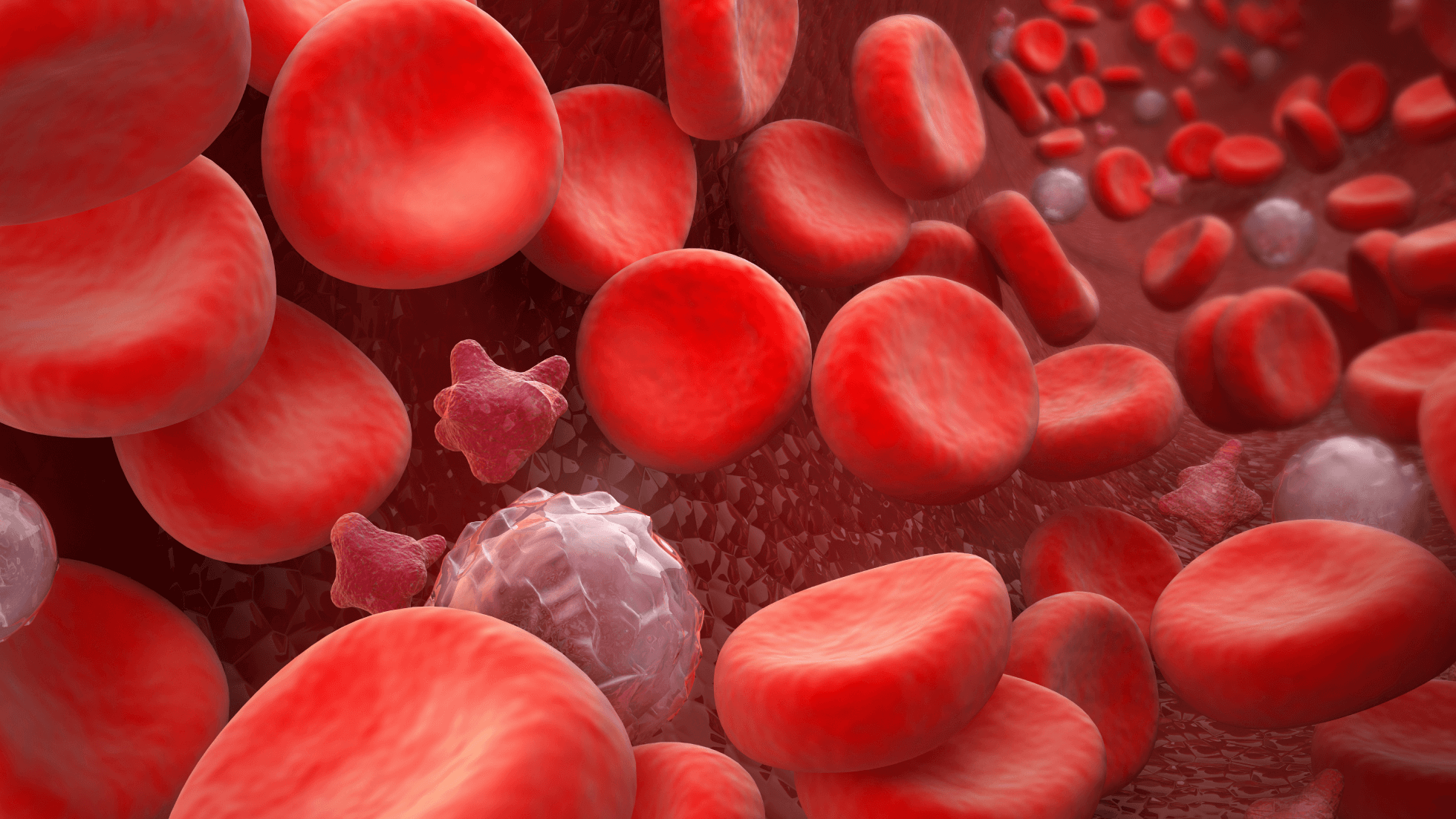 3D illustration of red blood cells, white blood cells, and platelets flowing through a blood vessel.