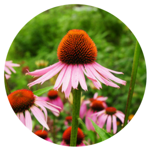 Echinacea Purpurea Extract