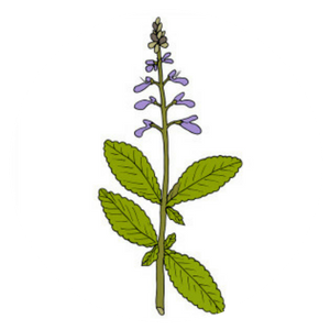 FORSKOHLII ROOT EXTRACT