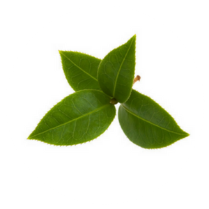 GREEN TEA LEAF EXTRACT