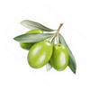 OLIVE LEAF EXTRACT